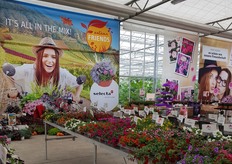 Also in Germany, Selecta one was presenting their novelties, in Straelen at Gärtnerei Christian Filla.